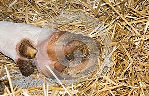 Cow;s hoof on straw