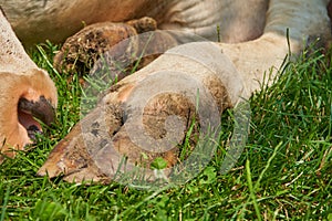 cow's hooves close-up on the grass, the cow lies on the grass and rests, the hoof of the lying cow on the meadow