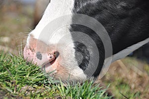 The cow`s mouth. Moist nostrils domestic cattle.