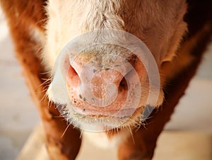 Cow`s Nose Close-up