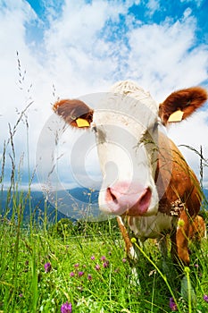 Cow's snout photo