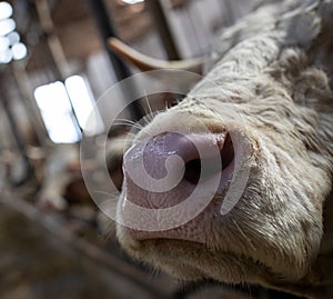 Cow`s snout in stable