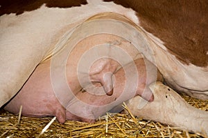 Cow`s udder on straw photo