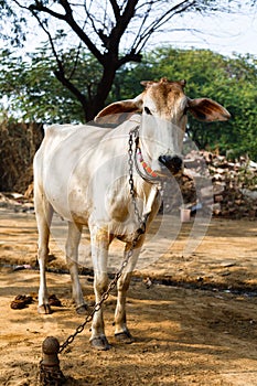 Cow sacred animal in india