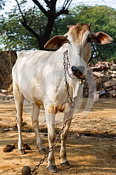 Cow sacred indian animal