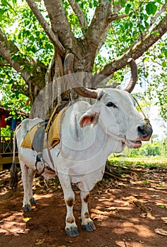 Cow with saddle for riding tourists