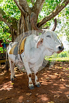 Cow with saddle for riding tourists