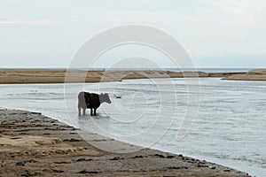 Cow on a sandy beach