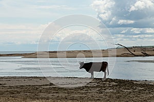 Cow on a sandy beach