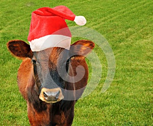 Cow in Santas hat.