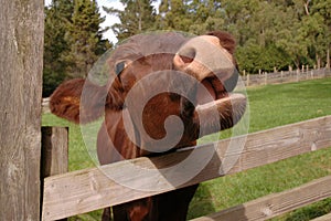 Cow saying moo photo