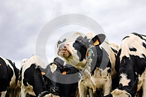 The Cow Says Moo. Black and White Dairy Cattle Eating Green Grass on the Meadow During Warm Sunny Day in the Summer