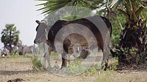 A cow scratches its leg with its tongue