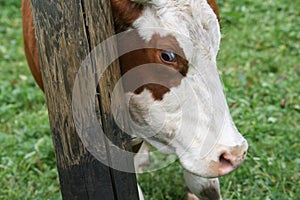 Cow scratching on a wooden stick photo