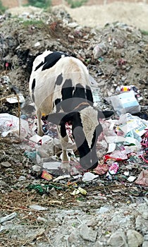 Cow searching for food among plastic trash, india.