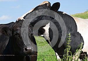Cow Secrets