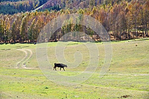 Cow. Semyonovskaya Gorge. Kyrgyzstan