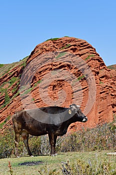 Cow in Seven bulls and a broken heart canyon in Kyrgyzstan