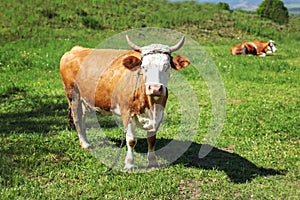 Cow, shackled with metal chain looking into camera, grazing on s