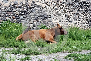 Cow in the shadow of the ruins of the fortress 175