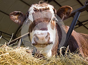 Una vaca en cobertizo 