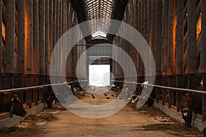 Cow Shed Background
