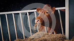 Cow In Shed Eating Straw