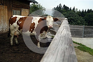 Cow shed outlet in the alps