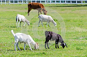 Una mucca pecora un una capra pascolo 