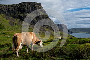 A cow and a sheep grazing on the Isle of Skye near Neist Point Lighthouse.
