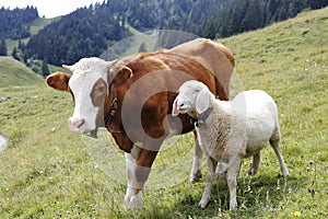 Una vaca a oveja 