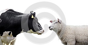 Cow and sheep on a white background