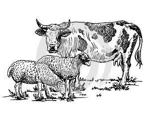Cow and sheep on a white background. Cattle breeding