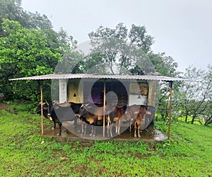 Cow shelter Landscape Scene in Manson Season