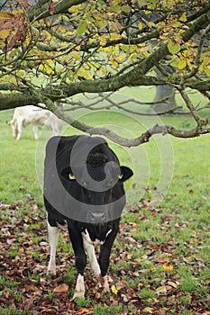 Cow sheltering under a tree