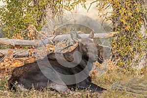 Cow Shiras Moose Bedded in Fall