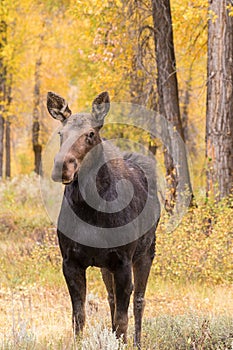 Cow Shiras Moose in Fall