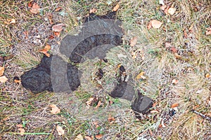 Cow shit on the green grass.