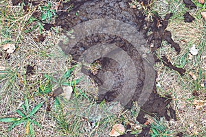 Cow shit on the green grass.