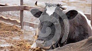 Cow, showcasing the reality of livestock management on a farm.