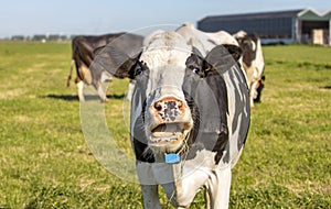 Cow shows her tongue and gums while mooing with stretched neck and head uplifted in a green pasture