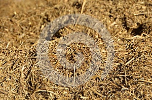 cow silage