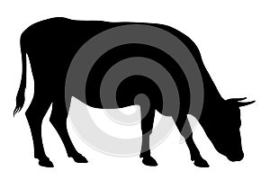 Cow silhouette