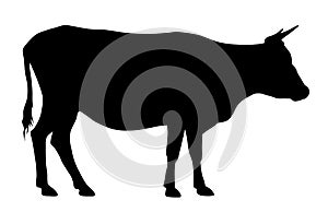 Cow silhouette