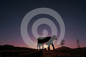 cow silhouette in the meadow in summertime and sunset