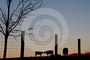 Cow Silouettes Behind Wire Fence Alongside Bare Tree Branches in Winter Scene