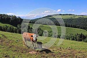 Cow of Simmental bread standing on the idyll pasture in Jura Mountains, Switzerland.