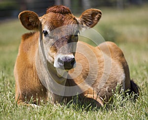 Cow sitting in the meadow
