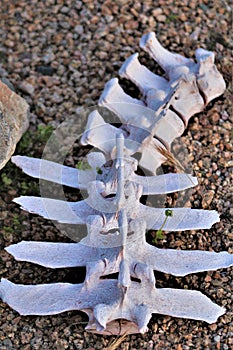 Cow skeleton found in the Arizona desert, Maricopa County