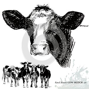 Cow sketch. breeding cow illustration. Animal husbandry. livestock. farm animal series.